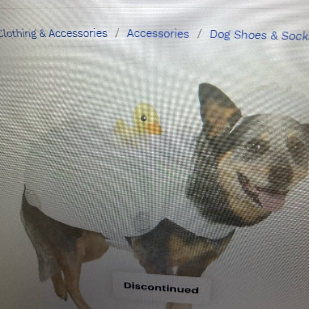 White Dog Costume with Duck Accessory